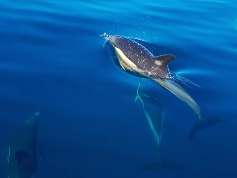 Dolphin Watching - Cabanas de Tavira.